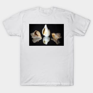 Conch shells T-Shirt